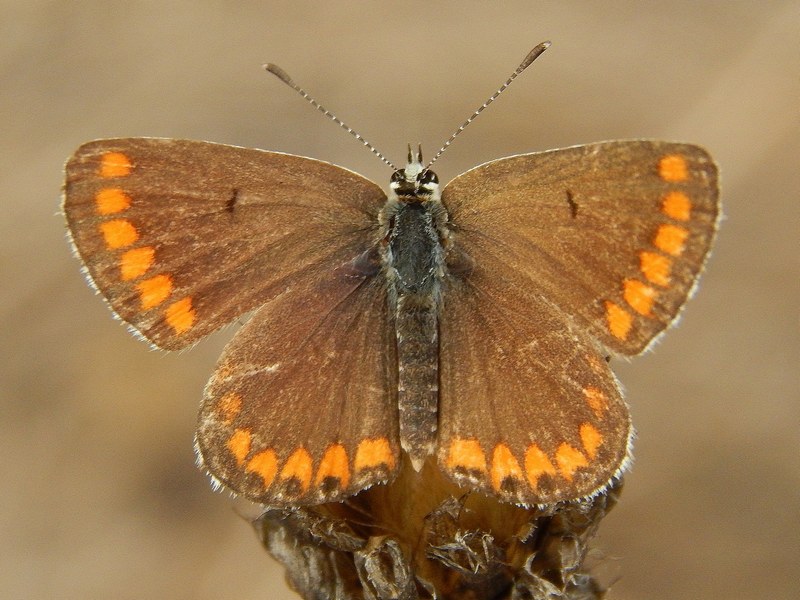 Aricia agestis ..autunnale..